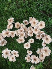 Termitomyces clypeatus