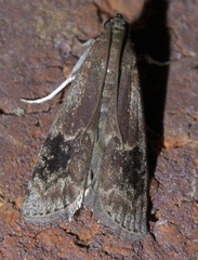 Euzophera semifuneralis