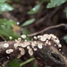 Twig Parachute