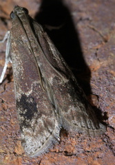 Euzophera semifuneralis