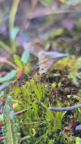 Catoscopium nigritum observed 2025-09-20