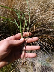 Arrhenatherum elatius bulbosum