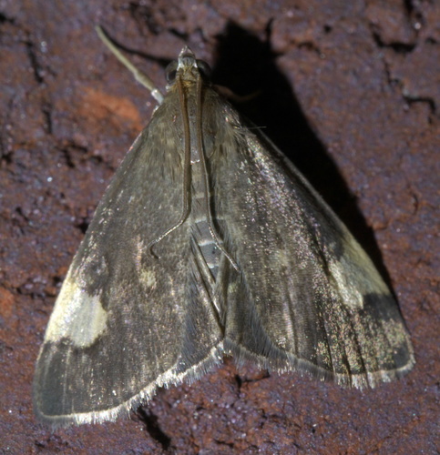 Large-spotted Evergestis Moth photo 4