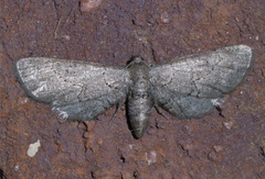 Exelis pyrolaria