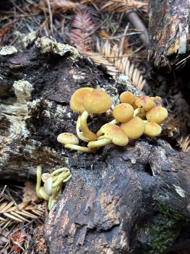 Sulphur Tuft