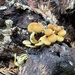 Sulphur Tuft