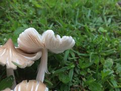 Termitomyces clypeatus