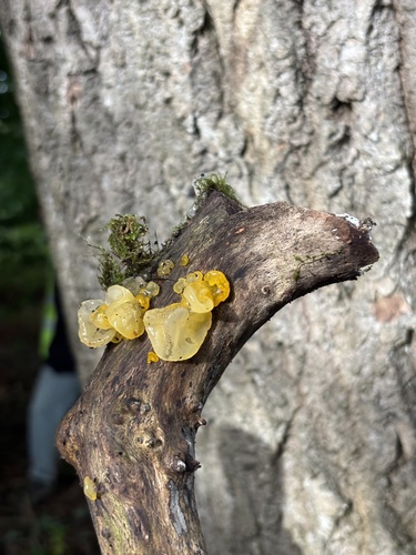 witch's butter