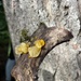 witch's butter