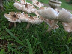Termitomyces clypeatus