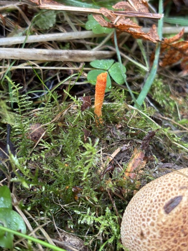 Scarlet Caterpillar Club