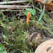 Scarlet Caterpillar Club