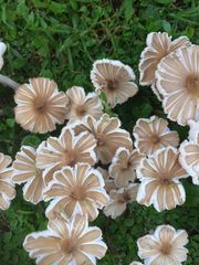 Termitomyces clypeatus