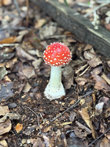 Fly Agaric