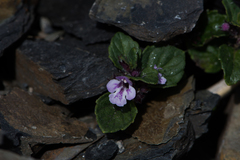Clinopodium laxiflorum
