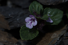 Clinopodium laxiflorum