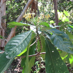 Tarenna dallachiana
