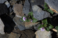 Clinopodium laxiflorum
