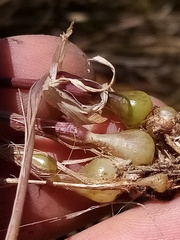 Arrhenatherum elatius bulbosum