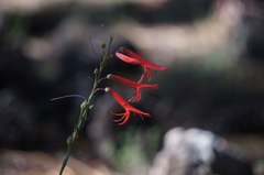 Penstemon labrosus