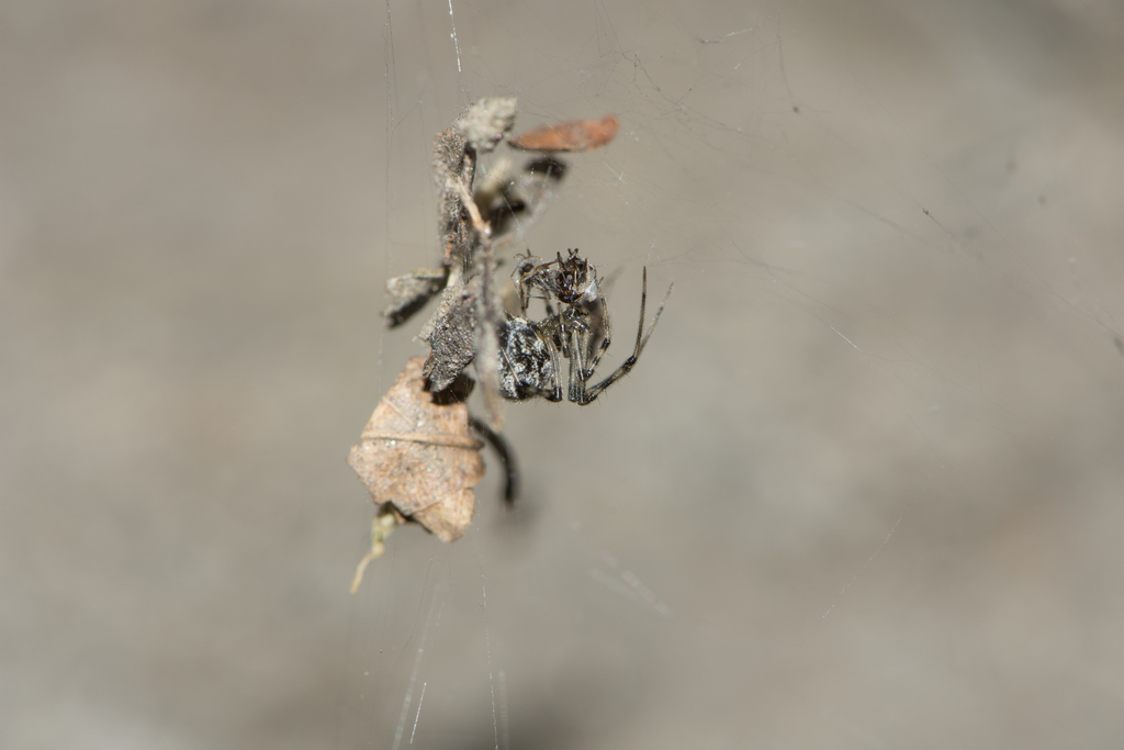 Parasteatoda culicivora