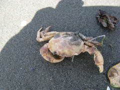 Hemigrapsus crenulatus