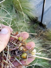 Arrhenatherum elatius bulbosum