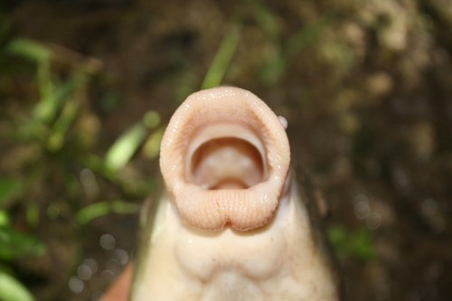 Silver redhorse (Moxostoma anisurum) — Catostomidae — 2
