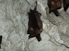 Hipposideros armiger terasensis