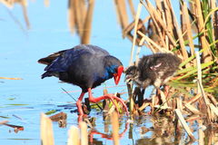 Purple Swamphen photo 6