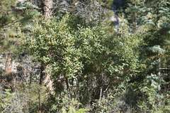 Frangula californica tomentella