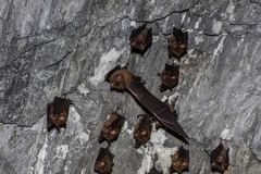 Hipposideros armiger terasensis