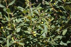 Frangula californica tomentella