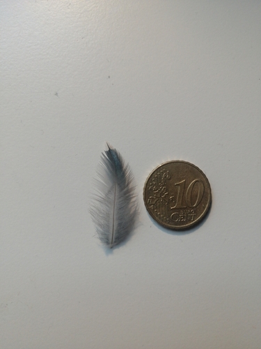 Plume de Étourneau sansonnet