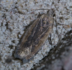Filatima