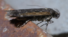 Filatima serotinella