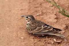 Melanocorypha calandra