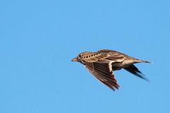 Melanocorypha calandra