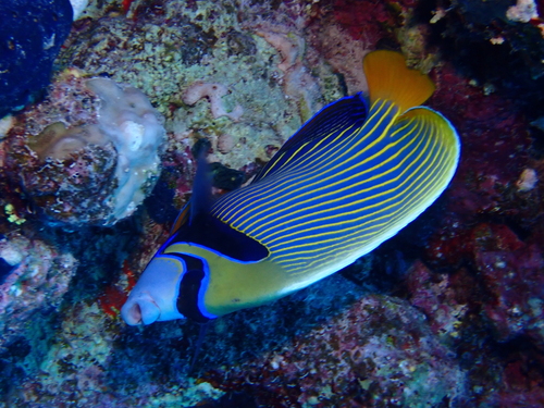 Pomacanthus imperator