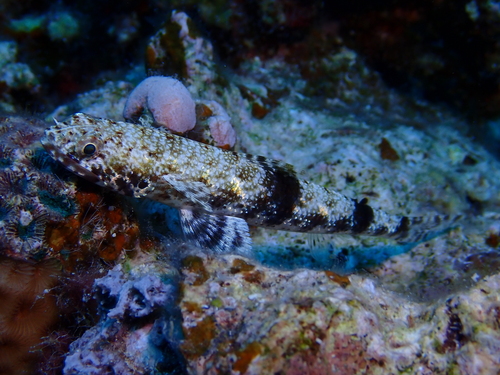 Saurida gracilis