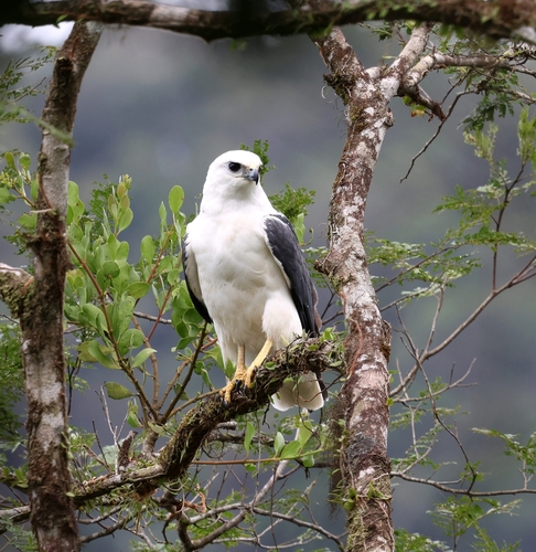 Mantled Hawk