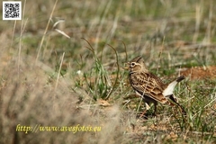 Melanocorypha calandra