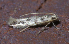 Melanocinclis sparsa