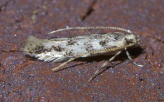 Melanocinclis sparsa