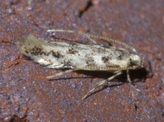 Melanocinclis sparsa