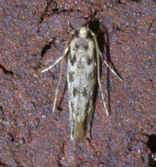 Melanocinclis sparsa