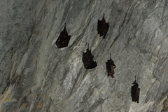 Hipposideros armiger terasensis
