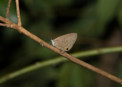 Jamides bochus formosanus