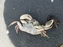 Hemigrapsus crenulatus