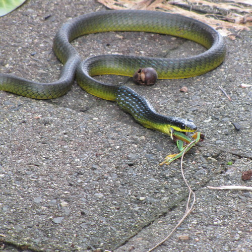 Common Tree Snake sighting